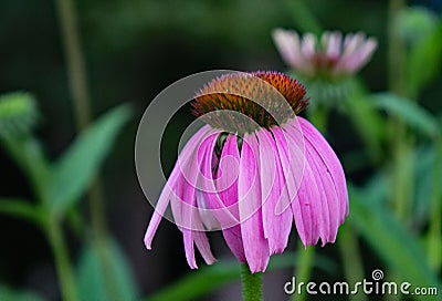 Eastern Purple Coneflower â€“ Echinacea purpurea Stock Photo